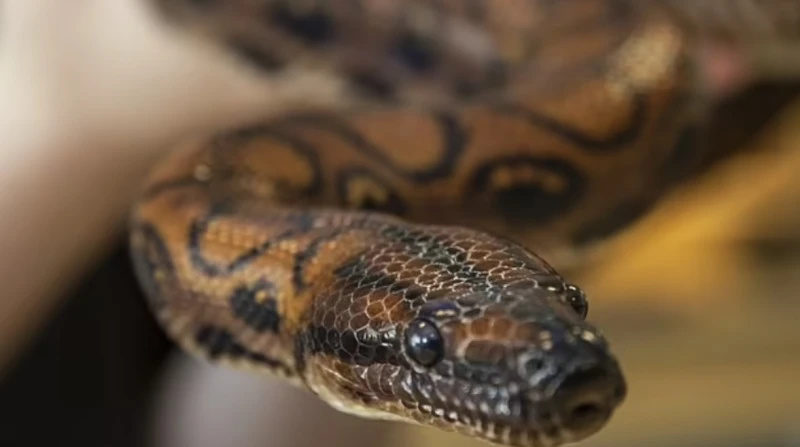 واقعة نادرة.. أفعى عذراء تلد 14 حية في بريطانيا أنجبت أفعى 14 حية داخل مدرسة في بورتسموث البريطانية، بعد أن أصبحت حامل دون تزاوج، وفقا لصحيفة ديلي ميل البريطانية. التوالد العذرييعت