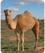 ما هو تفسير رؤية الجمل في المنام للعزباء لابن سيرين؟ تفسير رؤية الجمل في المنام للعزباء، ما هو تأويل رؤية الجمل المربوط في حلم الفتاة العزباء؟، وماذا