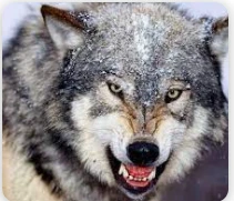 أهم 50 تفسير لرؤية الذئب في المنام أهم 50 تفسير لرؤية الذئب في المنام، على الأغلب يصاب الحالم بمجموعة من الأحداث التي لا يرغب في وقوعها إذا رأى الذئب في حلمه كما أنه تحذيرا من بعض