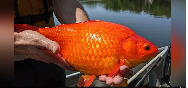 تعرف على تفسير حلم السمك للمتزوج لابن سيرين تفسير حلم السمك للمتزوج، إن رؤية السمك تبدو بالنسبة للبعض من الرؤى الاعتيادية التي لا خلاف حولها ولا مغزى