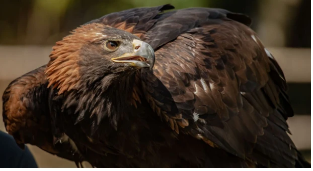 تعرف على تفسير رؤية الصقر في المنام لكبار العلماء رؤية الصقر في المنام يشمل على العديد من الدلالات المختلفة سواء كانت تشير إلى الخير أو الشر، وذلك