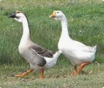 ما هو تفسير حلم الحنش لابن سيرين؟ ما هو تفسير حلم الحنش لابن سيرين؟، يرى المفسرون أن المنام ينذر بالسوء ويحمل الكثير من الدلالات السلبية ولكنه يبشر