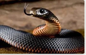 ما هو تفسير حلم الثعابين في البيت لكبار المفسرين؟ ما هو تفسير حلم الثعابين في البيت لكبار المفسرين؟ الثعابين من الحيوانات المؤذية والغير مرغوب في