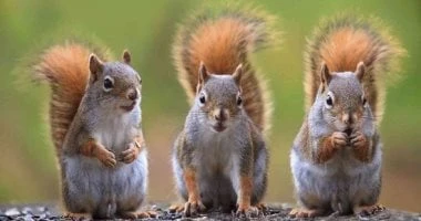 غلبوا البشر بذكائهم.. عباقرة عالم الحيوان والطيور تعرف عليهم المرأة والمنوعات شاهد المقال التالي من صحافة مصر عن غلبوا البشر بذكائهم عباقرة عالم