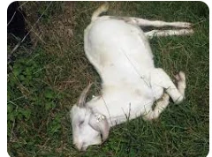 تأويلات ابن سيرين لرؤية الخروف الميت في المنام تأويلات ابن سيرين لرؤية الخروف الميت في المنام، يعتبر من الأمور المزعجة أن يشاهد الحالم أي حيوان ميت