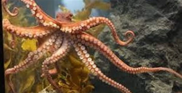 ما هو تفسير حلم الأخطبوط لابن سيرين؟ تفسير حلم الأخطبوط، الأخطبوط هو حيوان بحري يعيش في المياه المالحة فقط وله 8 أرجل ولا يحتوي جسده على أي عظام، كما