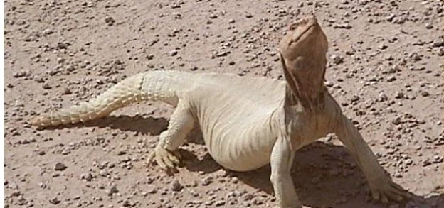 تفسير رؤية الضب في المنام لابن سيرين والعصيمي الضب في المنام يحمل العديد من المعاني والإيماءات وخاصة لأن الضب يعتبر من أحد أنواع الزواحف التي تعيش في الغالب الأعم في الصحاري ويعتمد