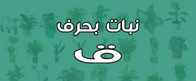 نبات بحرف القاف ق فواكه تبدأ بحرف القافيوجد عدد قليل من النبات التي يبدأ بحرف القاف، حيث أن حرف القاف يعتبر الحرف رقم واحد وعشرين من ترتيب الحروف