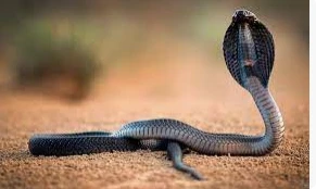 تعرف على تفسير الأفعى في المنام لابن سيرين تعرف على تفسير الأفعى في المنام لابن سيرين رؤية الأفعي في المنام تحمل الكثير من الدلالات منها الخير ومنها