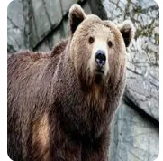 تعرف على تفسير الدب في المنام لكبار العلماء الدب في المنام، يعتقد المفسرون أن الحلم يحمل الكثير من التأويلات التي تختلف باختلاف تفاصيل المنام وشعور الرائي، وفي سطور هذا المقال سوف 