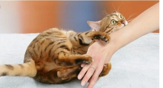 ما هو تفسير حلم قطة تهاجمني لابن سيرين؟ ما هو تفسير حلم قطة تهاجمني لابن سيرين؟، يرى المفسرون أن المنام ينذر بالسوء ويحمل بعض التأويلات السلبية ولكنه أيضا يؤول إلى الخير في بعض الح