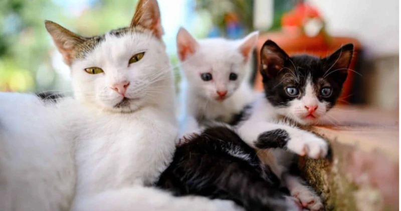 تفسير رؤية القطط في المنام لابن سيرين القطط في المنام، القطط في حياتنا الواقعية من الحيوانات الأليفة المحببة لدى الكثيرين والقطط بشكل عام حيوان لطيف