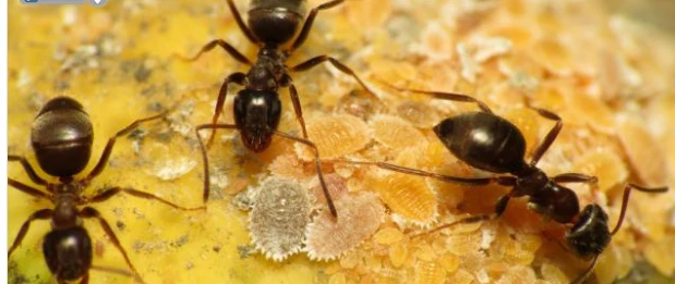 تعرف على تفسير رؤية النمل في المنام لابن سيرين تفسير رؤية النمل في المنام، تعتبر رؤية النمل من الرؤى التي يتوقف تأويلها على التفاصيل والمعطيات التي