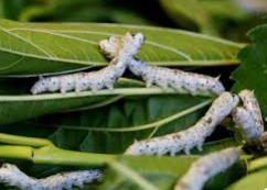 تعرف على تفسير حلم الدود في الشعر لابن سيرين تفسير حلم الدود في الشعر، الدود هو نوع من أنواع الحشرات التي تسبب الكثير من القلق إذا عثر عليها الفرد