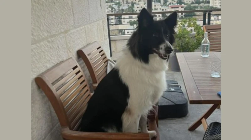 كلبة تثير الجدل في الأردن.. ربع مليون جنيه من أجل أوركا أثار إعلان للبحث عن كلبة مفقودة، جدلا كبيرا على مواقع التواصل الاجتماعي في الأردن، خصوصا مع