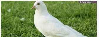 تأويلات ابن سيرين لرؤية الحمام في المنام للمتزوجة رؤية الحمام في المنام للمتزوجة، يعتبر الحمام واحد من أفضل أنواع الطيور التي يمكن رؤيتها في المنام