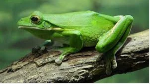 أهم 100 تفسير لرؤية الضفادع في المنام أهم 100 تفسير لرؤية الضفادع في المنام، تختلف حالات رؤية الضفادع في الحلم وتأتي معها الكثير من المعاني وذلك على