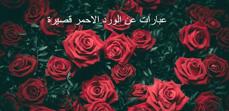 50 اقتباسات حب بالانجليزي قصيرة 2025 أجمل عباراتاقتباسات حب بالانجليزي قصيرة، اجمل عبارات واقتباسات بالإنجليزي حيث يقوم المحبين بالقيام بتقديم