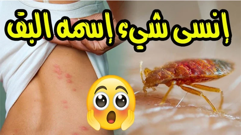 الحر ومشكلة احمي بيتك منه.. طريقة سهلة وسريعة للتخلص على بق الفراش في المنزل يعتبر بق الفراش من أكثر الحشرات إزعاجا وانتشارا في المنازل، حيث يتغذى