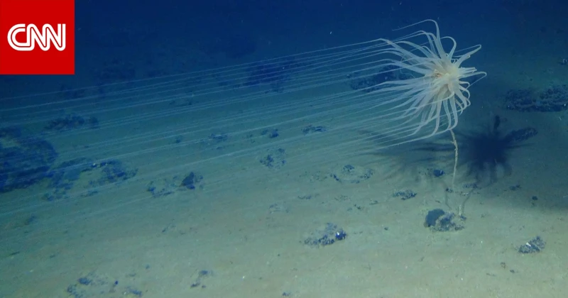 اكتشاف الأكسجين الداكن على عمق نحو 4 آلاف متر تحت المحيط.. ما هو؟ تكنولوجيا شاهد المقال التالي من صحافة الأفاق عربيةية عن اكتشاف الأكسجين الداكن على