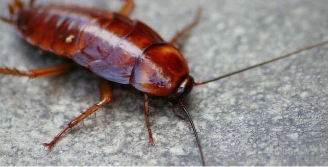 ما هو تفسير الصرصور في المنام لابن سيرين؟ ما هو تفسير الصرصور في المنام لابن سيرين؟، حلم الصرصور له دلالات ومعاني كثيرة البعض منها يحمل الخير والبعض