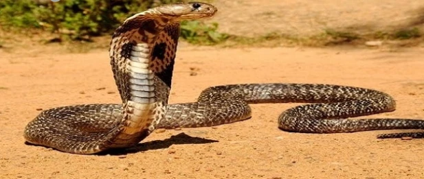 تعرف على تفسير رؤية اأفعى في المنام لابن سيرين رؤية أفعى في المنام، إن رؤية الزواحف من الرؤى التي لا تلقى استحسانا عند غالبية الفقهاء، ولعل رؤية الأفعى أو الثعبان من تلك الرؤى التي