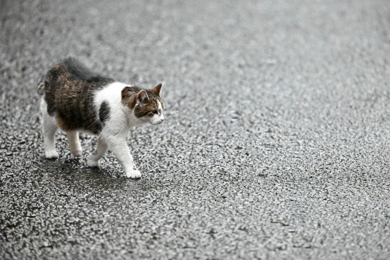 سفاح الحيوانات.. لماذا يقتل ابو نوح القطط ويسلقها وياكلها انتشرت مجموعة من الفيديوهات على مواقع التواصل الاجتماعي، خلال الساعات القليلة الماضية،