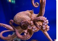 تعرف على تفسير رؤية الاخطبوط في المنام لابن سيرين الاخطبوط في المنام يدل على الشخصية القوية والقدرة على حلول المشاكل والصراعات، وهو بكل تأكيد خير سواء للرجل أو الأنثى، إن ظهر بدون 