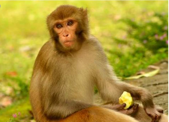 ما تفسير حلم القرد لابن سيرين؟ تفسير حلم القرد، إن رؤية القرد من الرؤى التي لا تلقى استحسانا عند جمهور الفقهاء، ولقد ذهب المفسرين إلى كراهية هذه