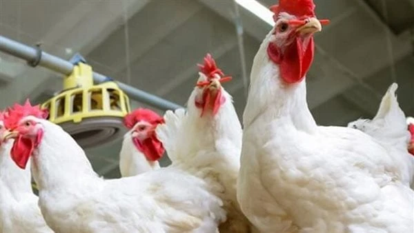 77 جنيها للكيلو.. تعرف على أسعار الدواجن والبيض اليوم السبت 13يوليويستعرض موقع افاق عربية الإخباري، خلال التقرير التالي، أسعار بورصة الدواجن والبيض