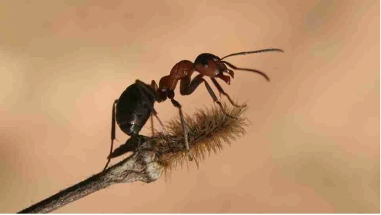 تعرف على تفسير رؤية النمل في المنام لابن سيرين تفسير رؤية النمل في المنام، تعتبر رؤية النمل من الرؤى التي يتوقف تأويلها على التفاصيل والمعطيات التي