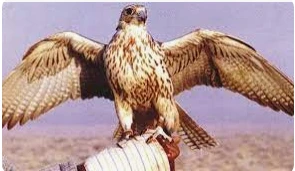 تفسير رؤية الصقر في المنام لابن سيرين والعصيمي والإمام الصادق تفسير رؤية الصقر في المنام، هل رؤية الصقر يعضني في المنام تفسر بمعاني سيئة أم لا؟، وهل