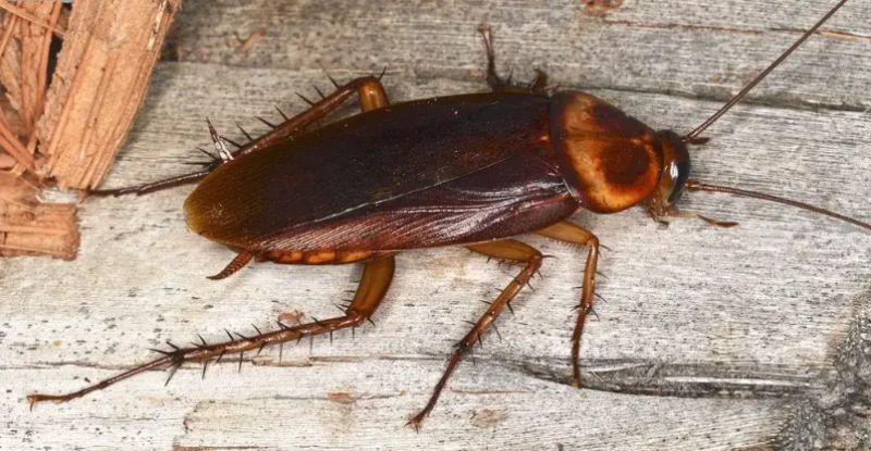 ما هو تفسير حلم الصراصير للعزباء لابن سيرين؟ تفسير حلم الصراصير للعزباء من الأحلام التي تود الفتيات في التعرف عن المعنى الكامن حولها وذلك لأن