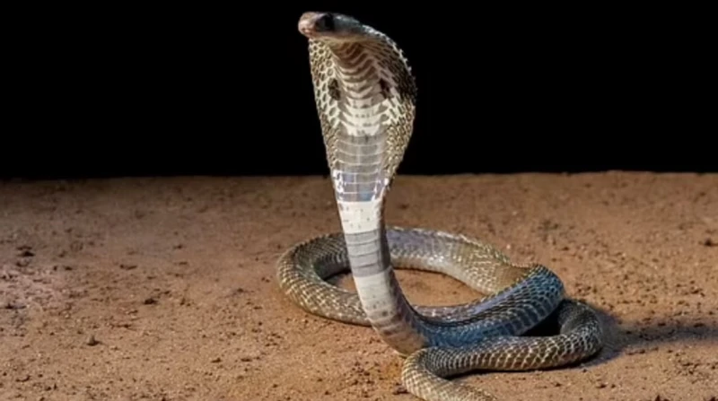 عضه مرتين.. هندي ينتقم من ثعبان لدغه بأغرب طريقة بطريقة غير متوقعة، أقدم رجل هندي على رد فعل مختلف عندما تعرض ل لدغة ثعبان، حيث قام بعض الثعبان