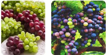 دلالات رؤية العنب في المنام للعزباء لابن سيرين العنب في المنام للعزباء، العنب هو نوع من الفاكهة مشهور بشدة في دول الشرق الأوسط وله العديد من الأنواع