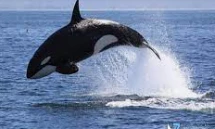 ما هو تفسير حلم الحوت الكبير في البحر لابن سيرين؟ ما هو تفسير حلم الحوت الكبير في البحر لابن سيرين؟، يعتقد المفسرون أن المنام يحمل الكثير من الدلالات