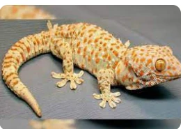 أهم تأويلات كبار العلماء لرؤية الوزغ في المنام رؤية الوزغ في المنام لها العديد من المعاني الغير محمودة، والعديد من المفسرين يعدون أن رؤيتها في الحلم