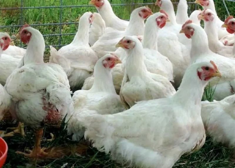 بعد الانخفاض أسعار الدواجن اليوم 24 يوليو 67 جنيه لهذا النوع من الفراخبعد الانخفاض أسعار الدواجن اليوم 24 يوليو 60 جنيه لهذا النوع من الفراخ..واصلت