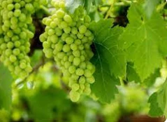 تأويلات ابن سيرين لتفسير حلم اكل ورق العنب تفسير حلم اكل ورق العنب، ورق العنب من الورقيات الخضراء التي يتم قطفها من شجرة العنب والذي يتم طبخه لتقديمه