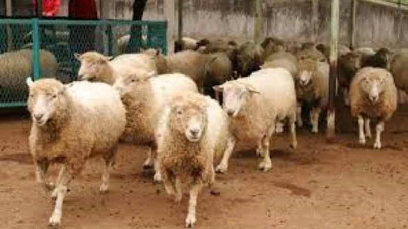 هل الخميس القادم اجازة رسمية 11 يوليو 2024.. الحكومة تحسم الجدل هل الخميس القادم اجازة رسمية 11 يوليو 2024، يتساءل الكثير من المواطنين في مصر عنه،