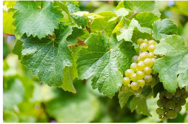 ما تفسير ورق العنب في المنام؟ ورق العنب في المنام، إن رؤية العنب من الرؤى التي تلقى استحسانا واسعا عند الفقهاء، ويشتق المفسرون دلالات ورق العنب من العنب نفسه، ولعل هناك فارق بينهما