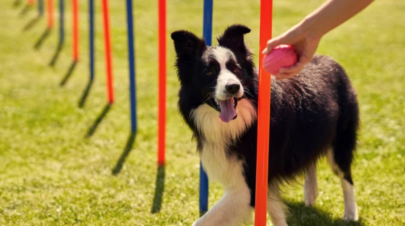 اليوم بألف جنيه.. مركز لاستضافة الكلاب في العلمين أحضر حفلاتك ومتخافش على كلبك، شعار رفعه مركز لرعاية الكلاب الخاصة برواد مهرجان العلمين فى دورته الثانية 2024، وذلك خلال حضورهم الح