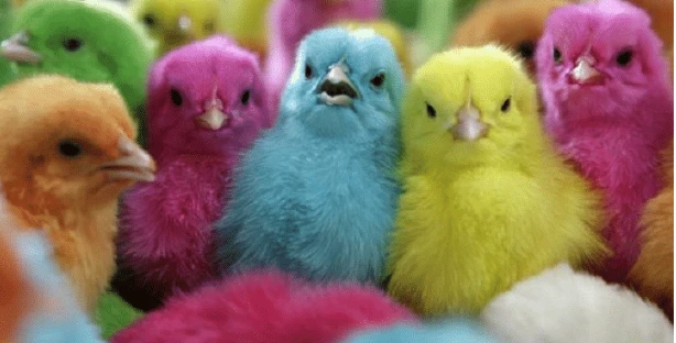 تفسير رؤية الصيصان في المنام لابن سيرين الصيصان في المنام يحمل العديد من المعاني والإيماءات، وذلك لما تتمتع به هذه الكتاكيت من منظر جميل وألوان رائعة، الأمر الذي دفعنا للبحث والتمح