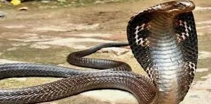 تفسير حلم الثعبان يلتف حول رجلي لابن سيرين تفسير حلم الثعبان يلتف حول رجلي قد يحمل العديد من الدلالات والمعاني للحالم وذلك حسب ما يراه بالضبط أثناء