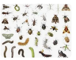 تعرف على تفسير رؤية الحشرة في المنام لابن سيرين والحشرة السوداء في المنام رؤية الحشرة في المنام، هل رؤية الحشرة دليل على الخير أم الشر؟ وما هي الرموز