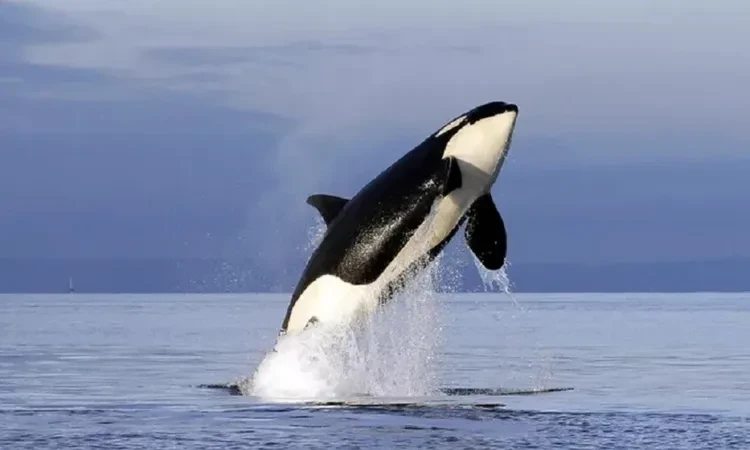 الحيتان القاتلة تغرق سفينة بريطانية في مضيق جبل طارق منوعات شاهد المقال التالي من صحافة مصر عن الحيتان القاتلة تغرق سفينة بريطانية في مضيق جبل طارق، أعلنت خدمة الإنقاذ الإسبانية، أ