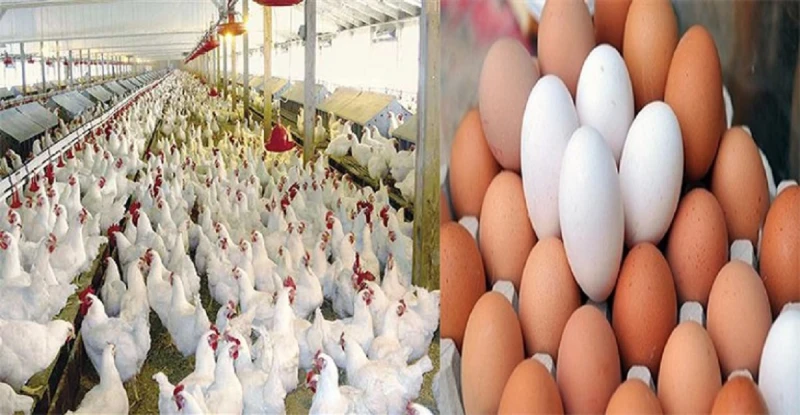 ارتفاع سعر الفراخ اليوم 28يوليو اعرف وصلت كام بعد زيادة اسعار البنزين والسولارارتفاع سعر الفراخ اليوم 28يوليو اعرف وصلت كام بعد زيادة اسعار البنزين