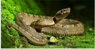 تعرف على تفسير الثعبان الأسود في المنام لابن سيرين الثعبان الاسود في المنام حقا يصيب من يراه بالهلع والذعر، وإذا بحثنا عن تفسيراته نجد أن الكثير من