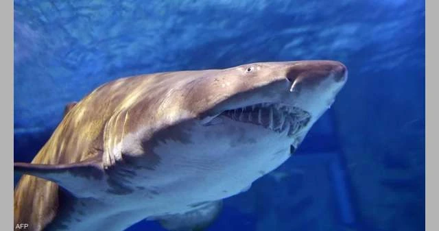 اختبار يثبت تعاطي أسماك قرش في البرازيل للكوكايين لايف ستايل شاهد المقال التالي من صحافة البحرين عن اختبار يثبت تعاطي أسماك قرش في البرازيل