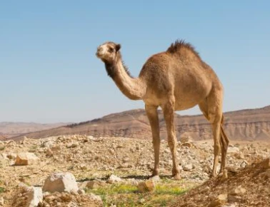 ما تفسير رؤية الجمل في المنام لابن سيرين؟ تفسير رؤية الجمل في المنام، إن رؤية الجمل من الرؤى التي يثار حولها الجدل والخلاف، فالجمال مكروهة في حالات